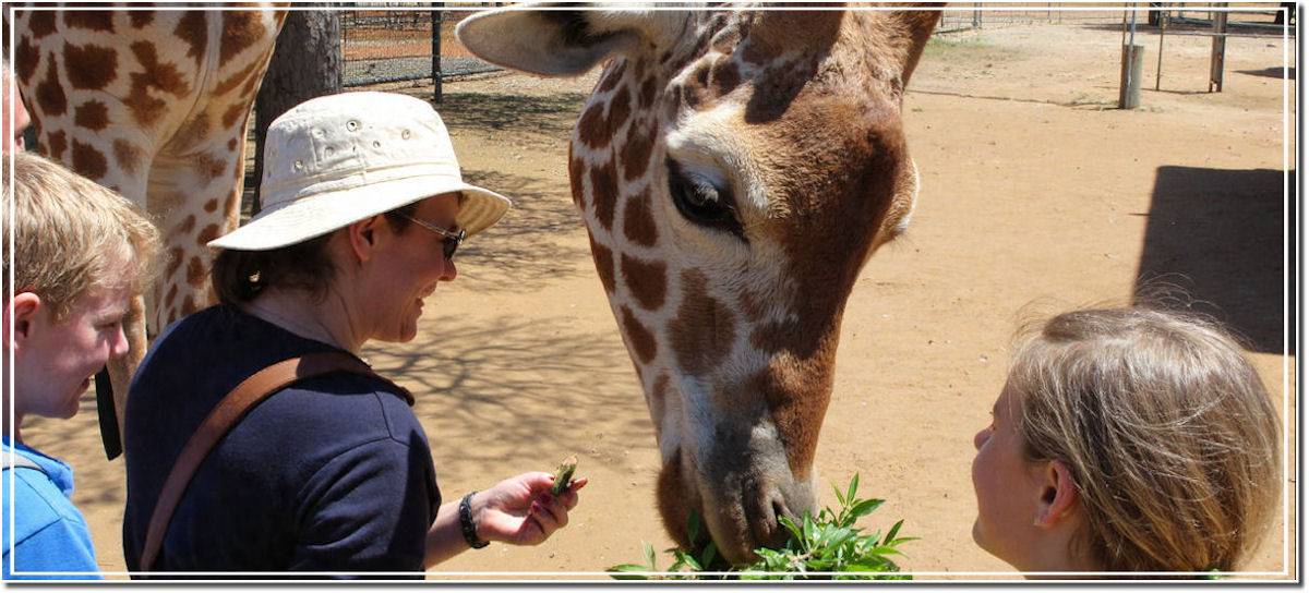 Giraffe Centre