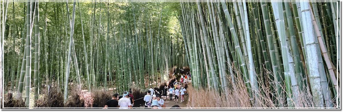 Foresta di Bambù di Arashiyama