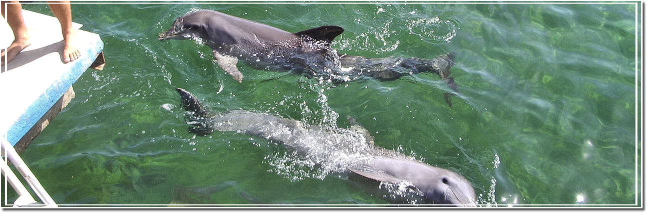 nuotare con i delfini